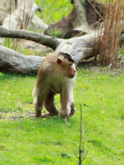 Little cute monkey is walking in his enclosure