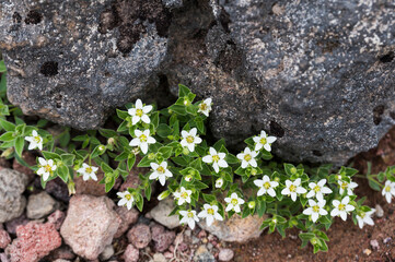 メアカンフスマ