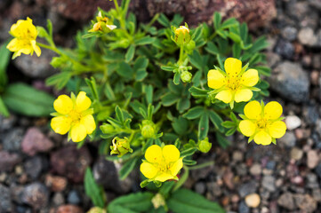 メアカンキンバイ