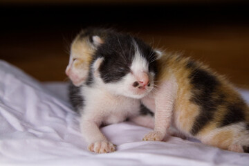 kittens sleeping