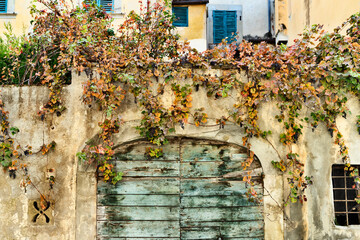 Bunches of grapes and wooden door