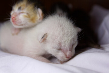 Fototapeta na wymiar kitten sleeping on the pillow