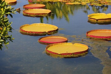 lily pads in the pond