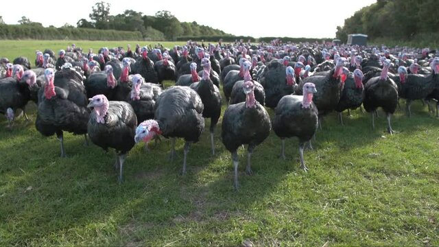 Hundreds of Turkeys on a Turkey Farm slowly walk towards the camera and fill the frame