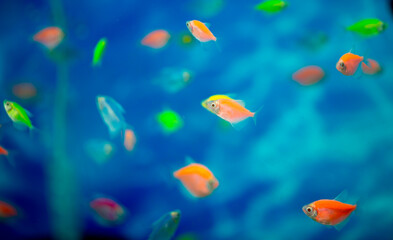 Naklejka na ściany i meble Fish are colorful, glofish thorns in the aquarium, a variety of fish swim in the aquarium, ocean diving and freediving at seaside resorts and tourist trips.