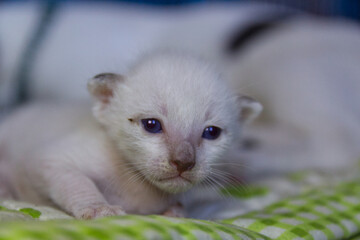 white kitten on a white background