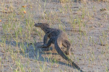 Water Monitor, one of the world's largest species of lizard, is pretty common throughout Sundarbans. Monitors can grow to 3 meters and blend in perfectly with the exposed roots of Sundarbans' mangrove