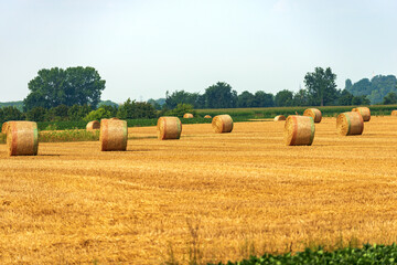 Group of hay bales on a sunny summer day with green trees on background, Padan Plain or Po valley, Lombardy, Italy, southern Europe.