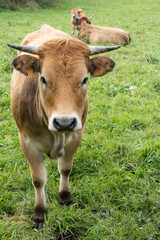 Fototapeta premium cow in a meadow
