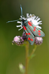 Blutströpfchen, Sechsfleck-Widderchen // Six-spot burnet (Zygaena filipendulae)