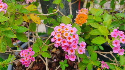 Colorful small flowers of West Indian Lantana or Phakakrong in a black pot. Scientific name: Lantana camara L. is a plant in the family Verbenaceae. It is an ornamental plant,flowering throughout year