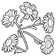 Set of chamomile cartoon hand drawn objects.