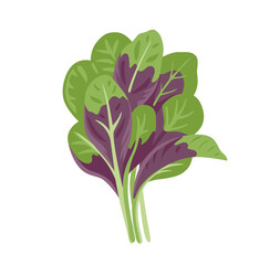 En Choy, Amaranthus tricolor, amaranth greens. Fresh leafy green and purple vegetable. Asian ingredient. Healthy natural vegetarian food. Hand drawn flat vector illustration.