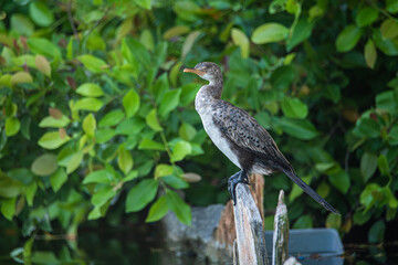 A reed cormorant perched in front of a pond
