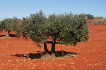 Olivar mediterraneo de tierra roja en España