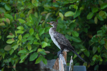 A reed cormorant perched in front of a pond