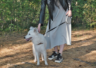 yakutian laika dog on a leash walking with owner in a forest. pet friends, togetherness and love. dog outdoors