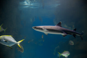 Fish shark underwater, marine life