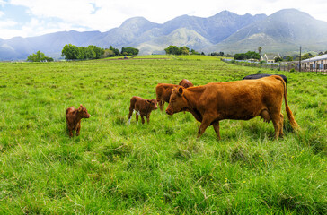 Fototapeta na wymiar farmland field meadow with cattle grazing in lush green grass