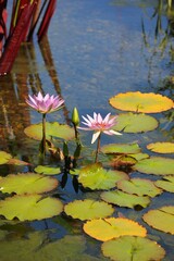 pink water lily growing in the sunny pond