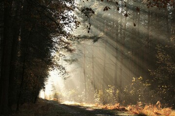 The rays of the rising sun pass through the pine trees and fall into the autumn forest