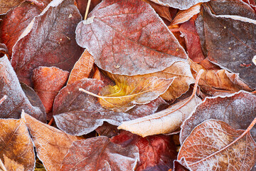 Autumn leaves covered in early morning frost