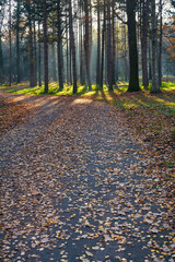 Autumn forest with road and sunlight shadow