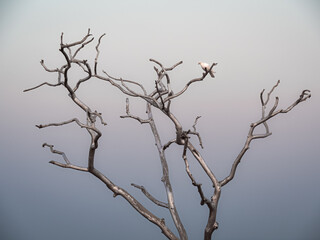 Fototapeta na wymiar India - Jaipur - Dove of peace in a silver tree