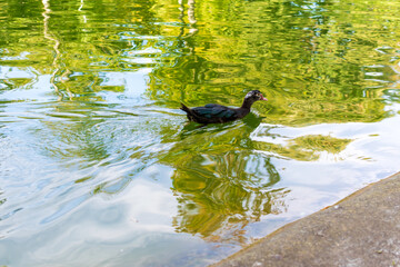 Black duck on the lake looking for food, autumn landscape