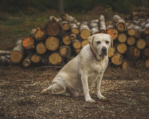 Old beauty Labrador