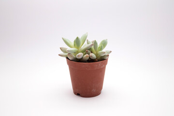 Succulent cactus in a brown pot on a white background