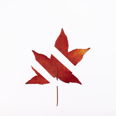 maple leaf cut into strips isolated on white. creative lay out. minimal autumn aesthetic
