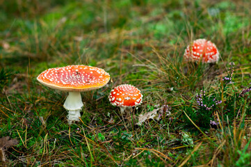 Beatiful red toadstool in the forest