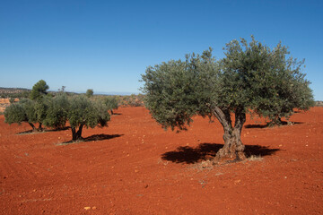 Olivar mediterraneo español de tierra roja
