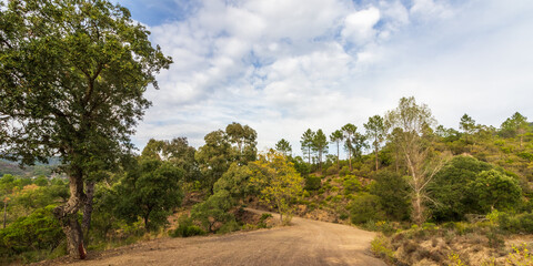 Obraz premium unpaved dirt road in in Mediterranean scrubland