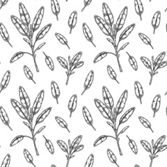 Hand drawn sage seamless pattern. Vector illustration in sketch style