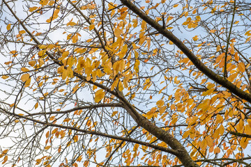 Cherry branch with orange leaves in autumn.