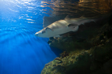 Naklejka premium Fish shark underwater, marine life