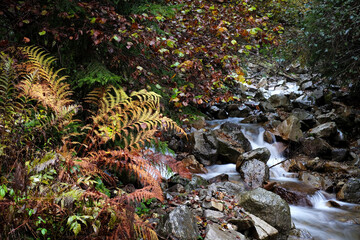 Fall colored and foliage on dolomites