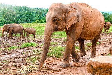 Group of indian elephants walk in clear weather on the territory of the nursery