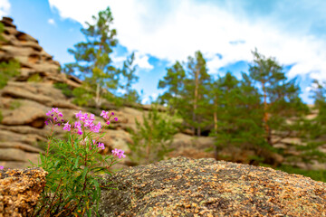 Beautiful nature spring flowers on the background of rocky mountains. Unusual landscape of nature. Trees and flowers among the rocks against the sky with clouds.