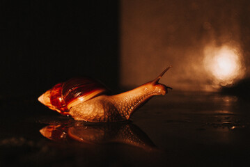 snail isolated on the brown background
