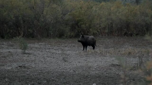 Wild boar (Sus scrofa) walk next to bushes