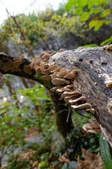 Setas en la corteza de un árbol