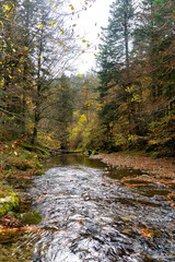 Selva de Irati en Otoño