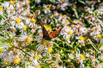 Butterfly - Daily peacock, in its natural environment