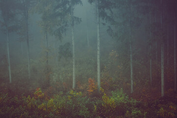 Autumn forest, romantic, misty, foggy landscape. Vintage looking nature photo with dramatic colors