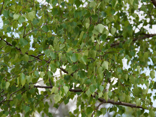 (Betula pendula) Feuilles triangulaires, pointues et fortement dentées sur de fins rameaux du...