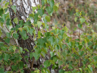 Betula pendula | Bouleau verruqueux ou bouleau blanc aux rameaux fins couvert de feuilles simples...