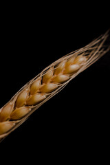 Fototapeta premium wheat ears isolated on black